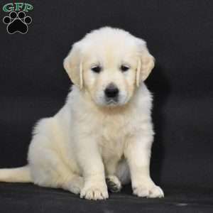 Jewel, English Cream Golden Retriever Puppy